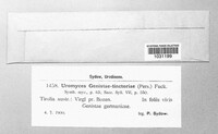 Uromyces genistae image